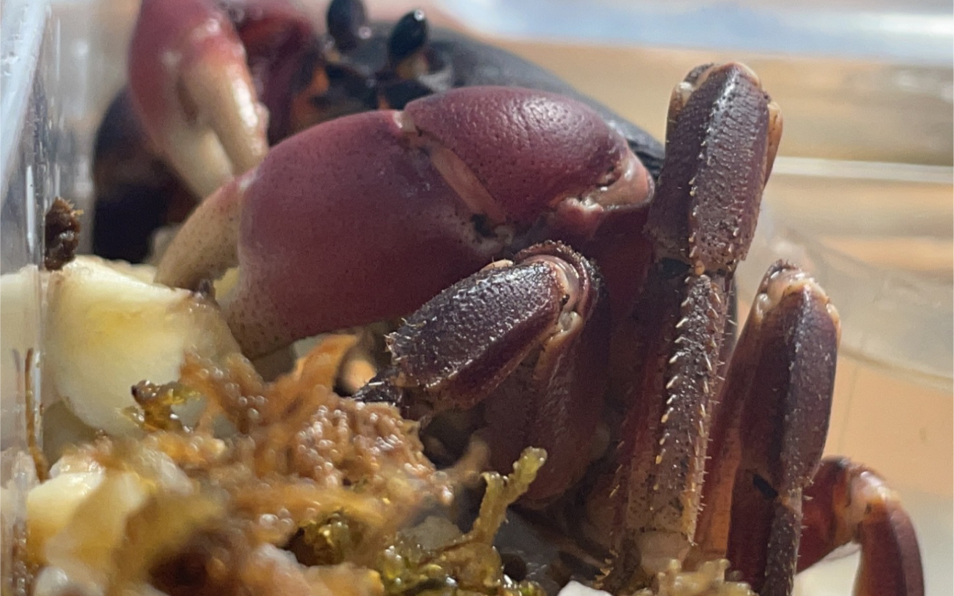 在新环境里享用美食的拉氏仿地蟹