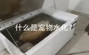 Download Video: 什么是宠物水化？