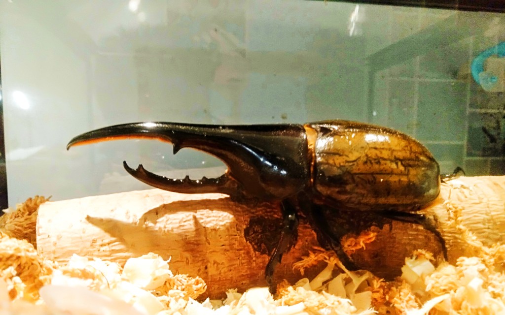 圣母勿入长戟大兜虫vs南洋大兜虫两大兜虫王者的对决极限破控所杀结尾