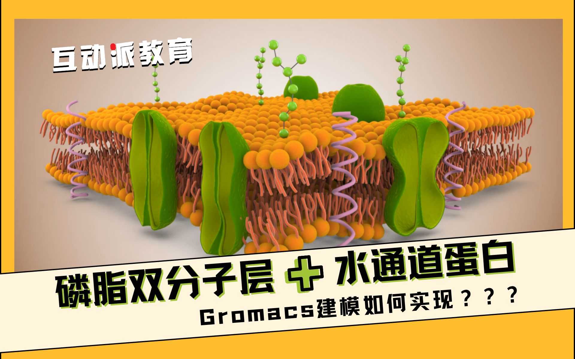 全程演练【GROMACS】生物膜磷脂双分子层、膜蛋白模拟(内含水通道蛋白、多肽、溶剂分子等建模教程)哔哩哔哩bilibili