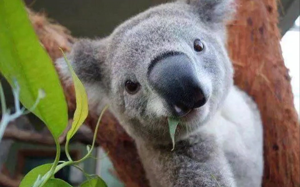 为什么考拉爱吃树叶?