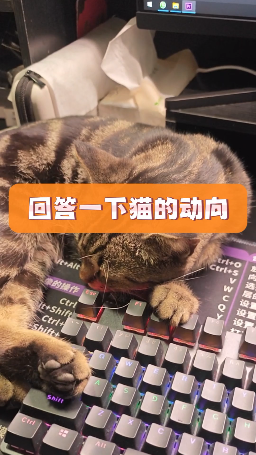 回答一下虎斑猫猫最近的动向~~哔哩哔哩bilibili