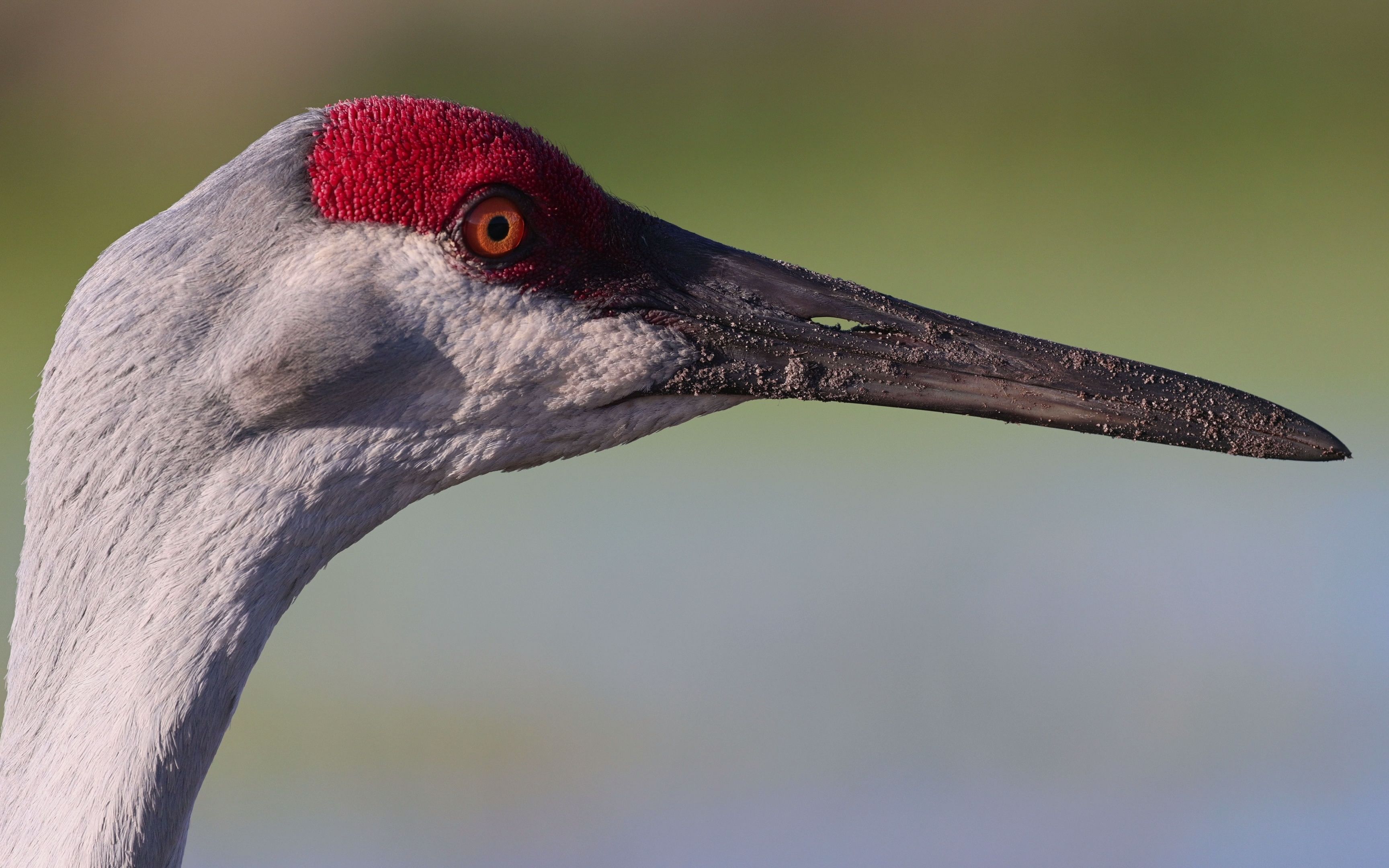 (4k)美国鸟类15:沙丘鹤清嗓子,为长鸣做准备