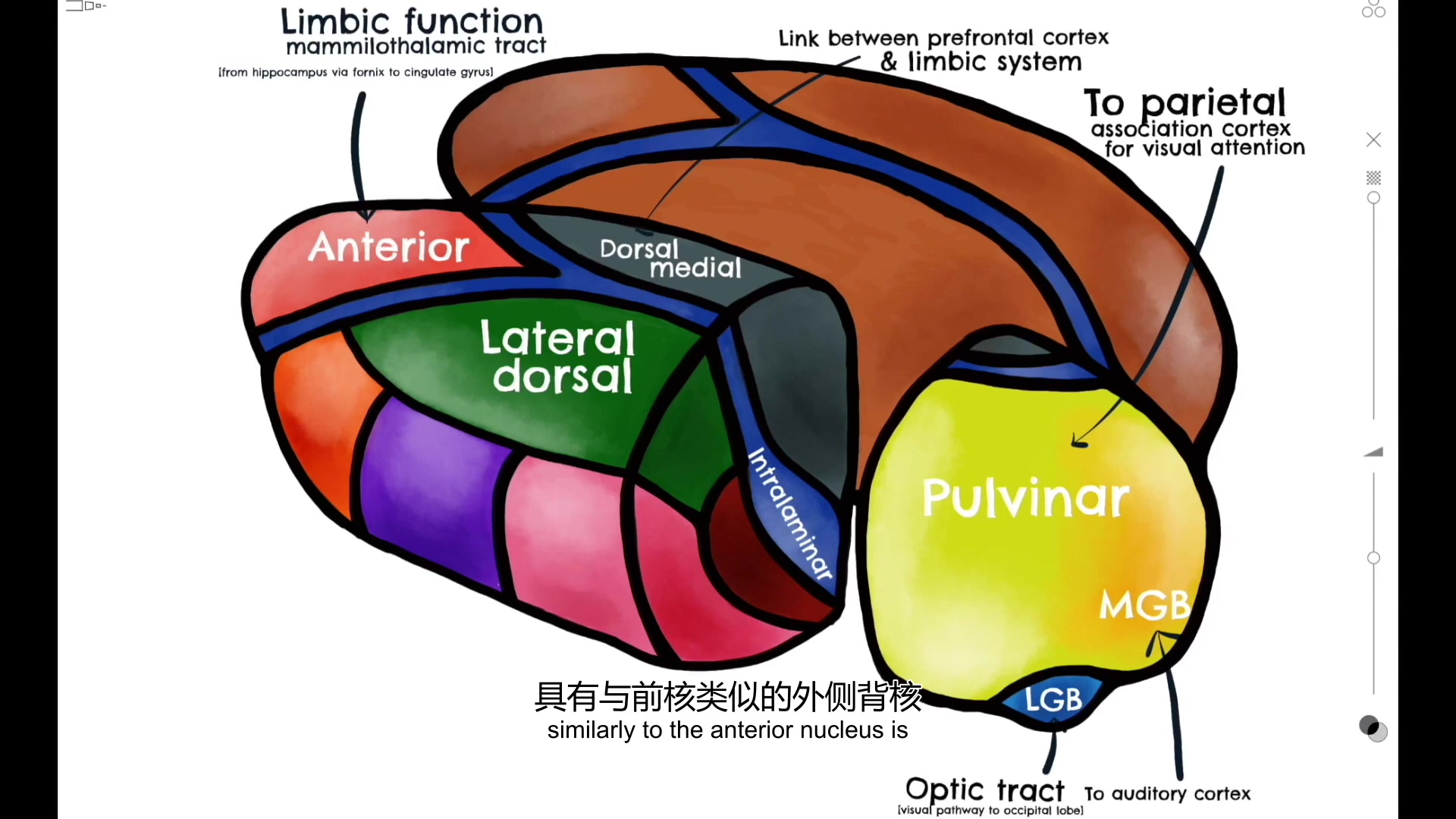 【中英】下丘脑 各种核 功能 生物建模解说 神经科学The Functional Anatomy of the Thalamus哔哩哔哩bilibili