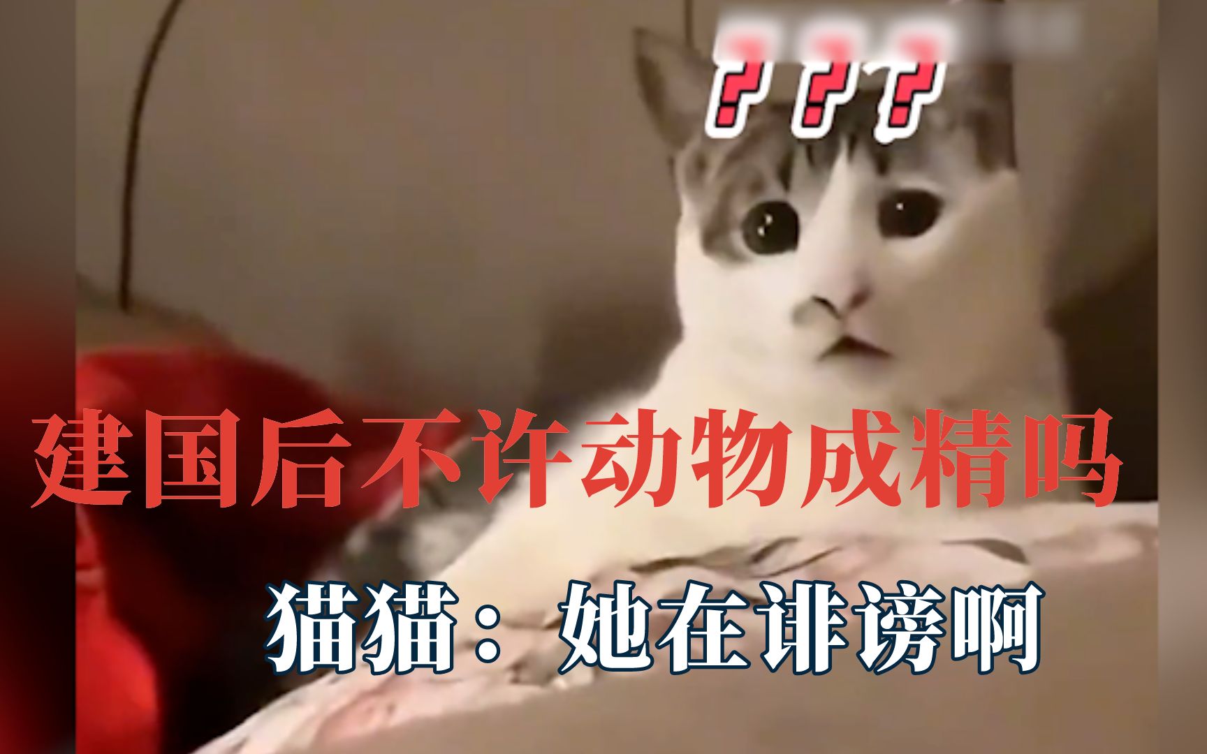 [图]建国后不许动物成精吗，猫猫：她在诽谤啊