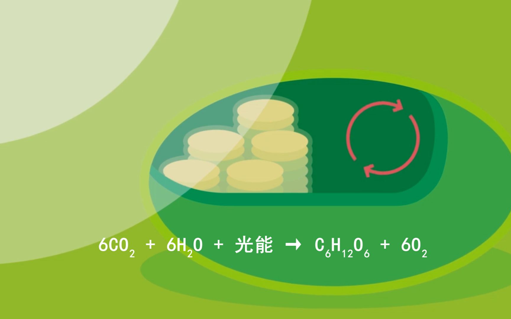 [图]一分钟看完光合作用的详细过程
