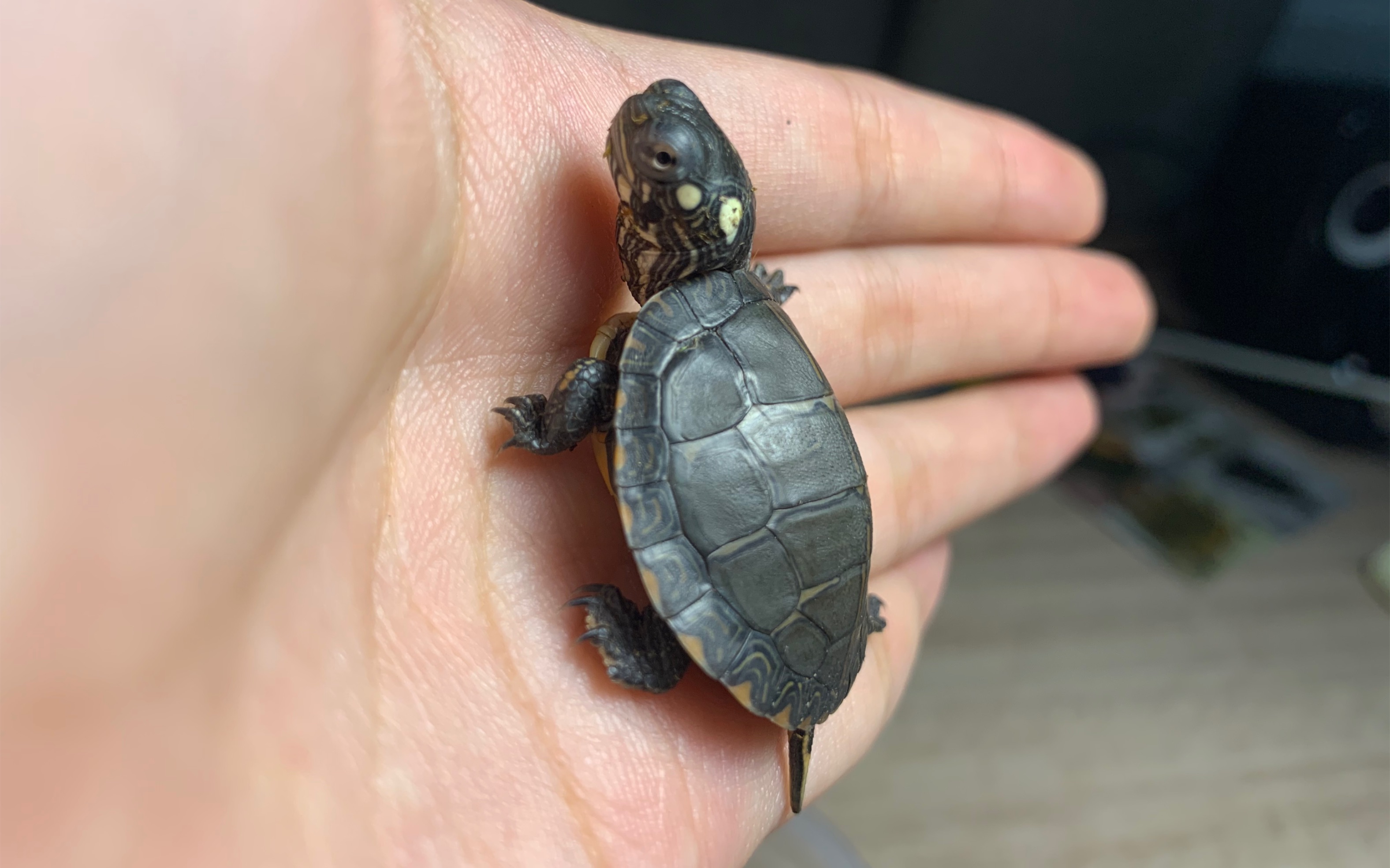 19块入手的东锦龟苗开箱,感觉小赚_哔哩哔哩_bilibili