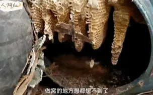 Tải video: 废弃的塑料桶堆里发现一窝土蜂，蜂群没蜜没仔只能移回家去喂养