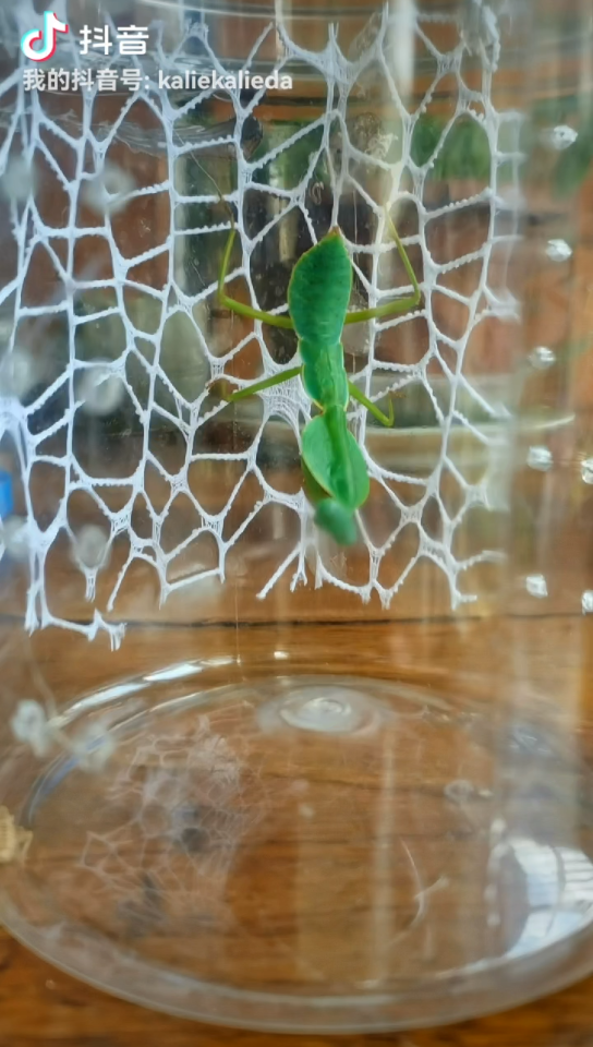 8龄马盾螳螂捕食