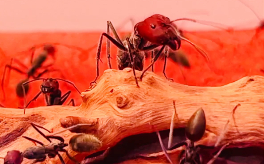 红头大战红火蚁的视频到底还要不要出了?