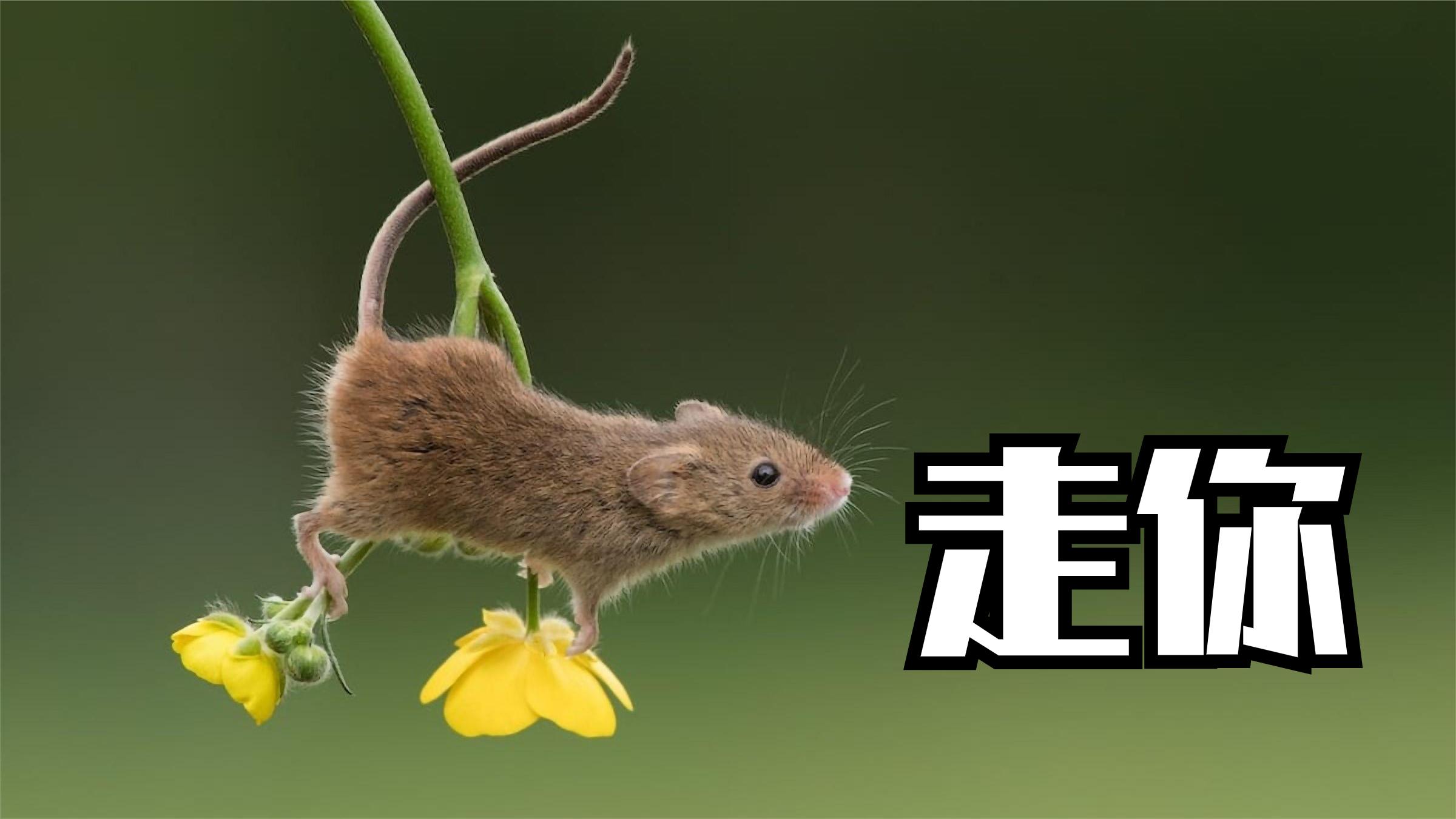 搞笑配音:老鼠爸爸想带小老鼠出去,小老鼠却哭了出来