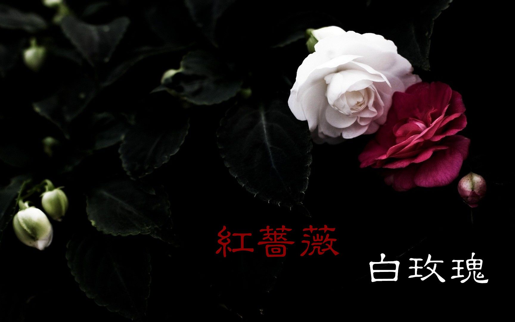 【紅薔薇·白玫瑰】原創mv-唯美-哥特憂傷