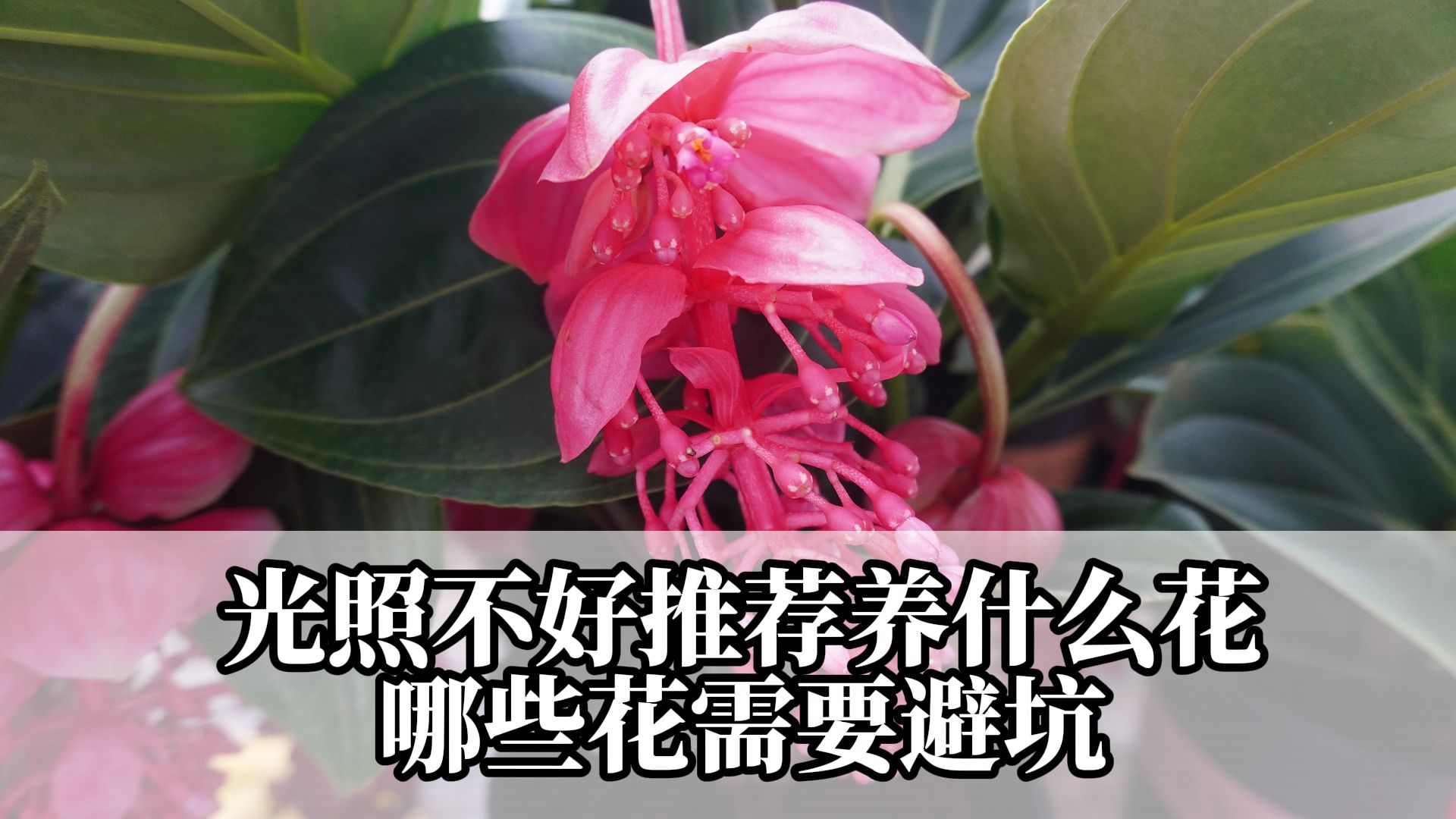 光照不好推荐养什么花?哪些花需要必坑.哔哩哔哩bilibili