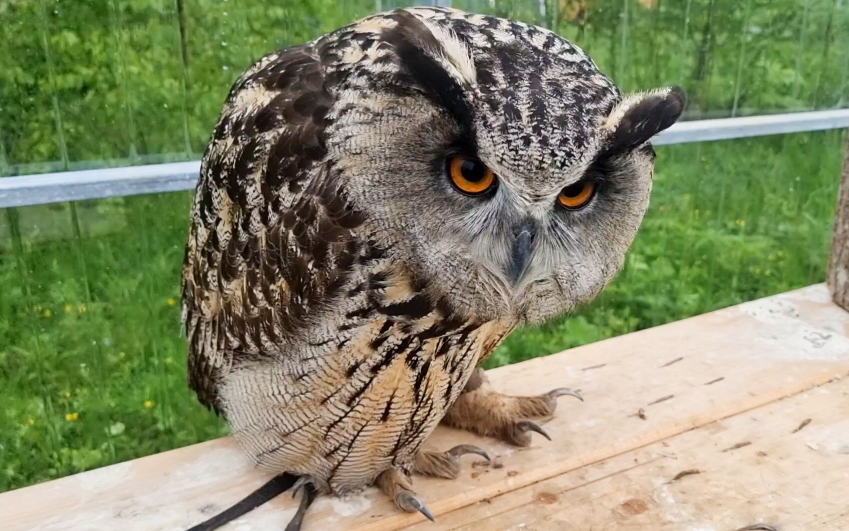 拟态成小老头的猫头鹰