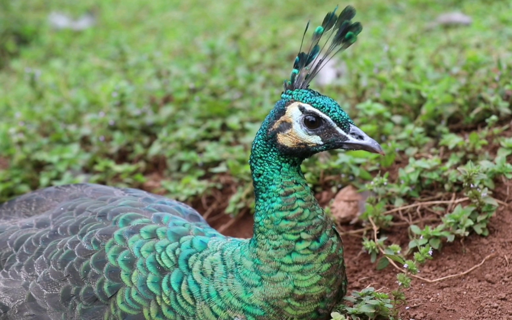 赋羽艳丽的绿孔雀22秋