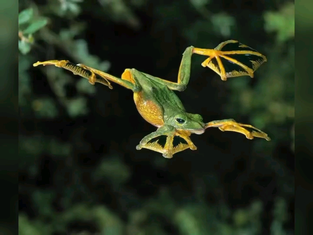 黑蹼树蛙,刚有货