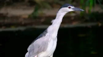 Скачать видео: 哇，仙鹤！