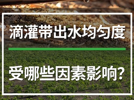 揭秘!影响滴灌带出水均匀度的三个重要因素;滴灌带出水不均匀有可能是什么原因造成的?#滴灌带 #农业技术推广 #智慧农业 #水肥一体化 #设施农业哔...