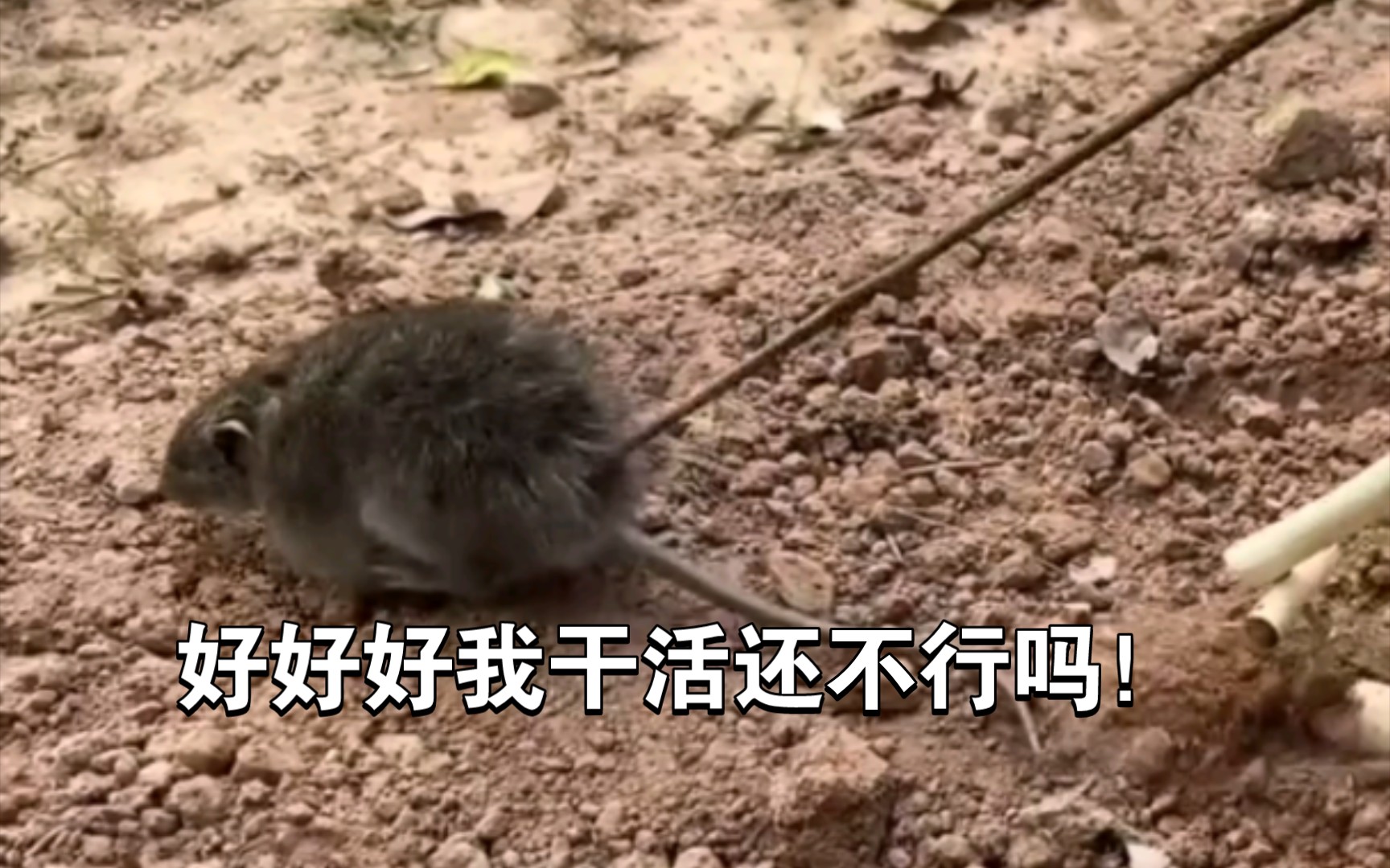老鼠:不就偷吃两口大米至于吗!