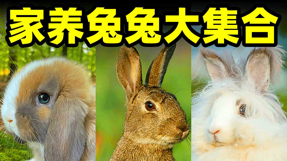 可爱的兔兔其实是能毁灭生态的大魔王？穴兔冷知识大盘点-代鸿Project-代鸿Project-哔哩哔哩视频