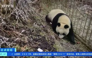 Скачать видео: 【大熊猫小核桃】四川都江堰：首次拍到野化放归大熊猫“小核桃”