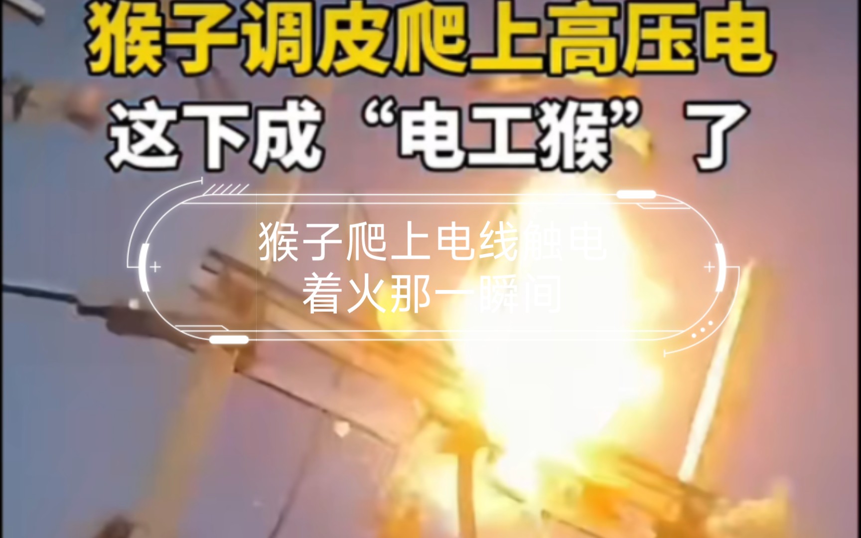 手机拍到这惊险的一幕,猴子爬上电线触电着火那一瞬间.