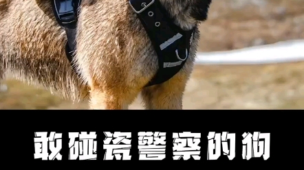 [图]一只敢碰瓷警察的狗，还混成了警犬！