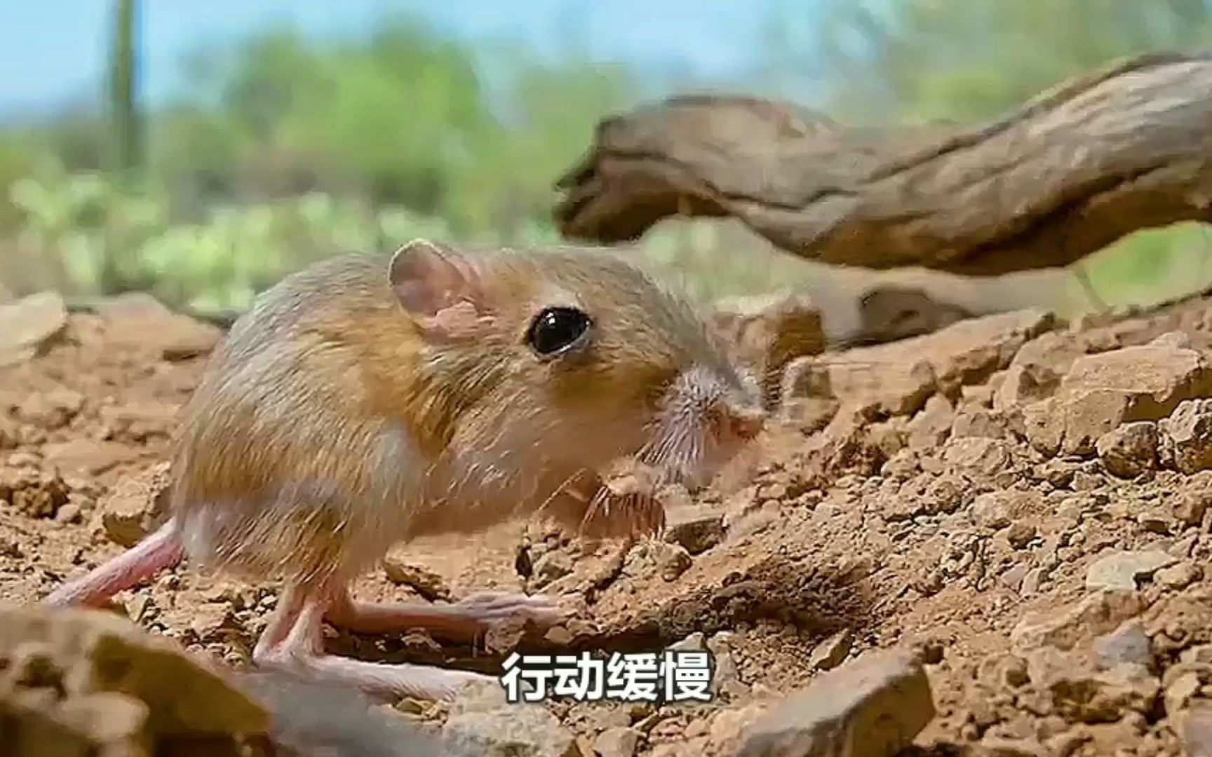 神奇動物跳跳鼠,驚心動魄的旅途,不正像我們的成長過程麼