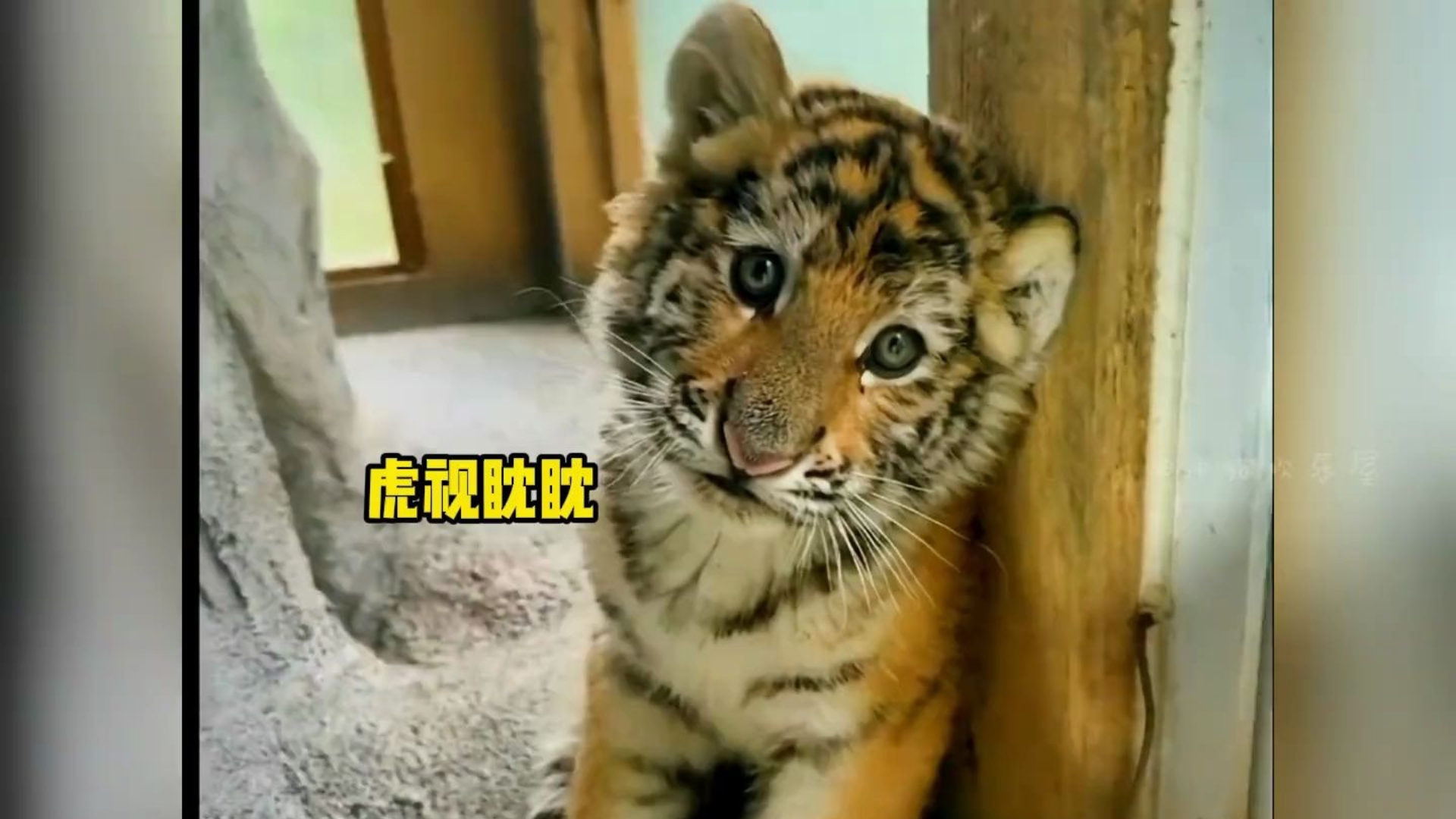 猛男必看系列，超可爱的小脑斧！！