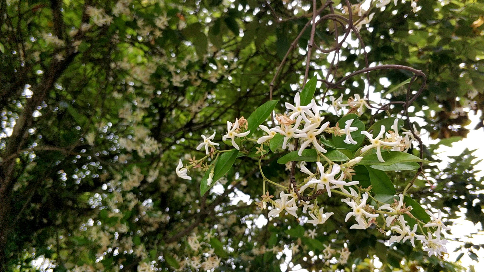 全身是毒但美丽的络石花