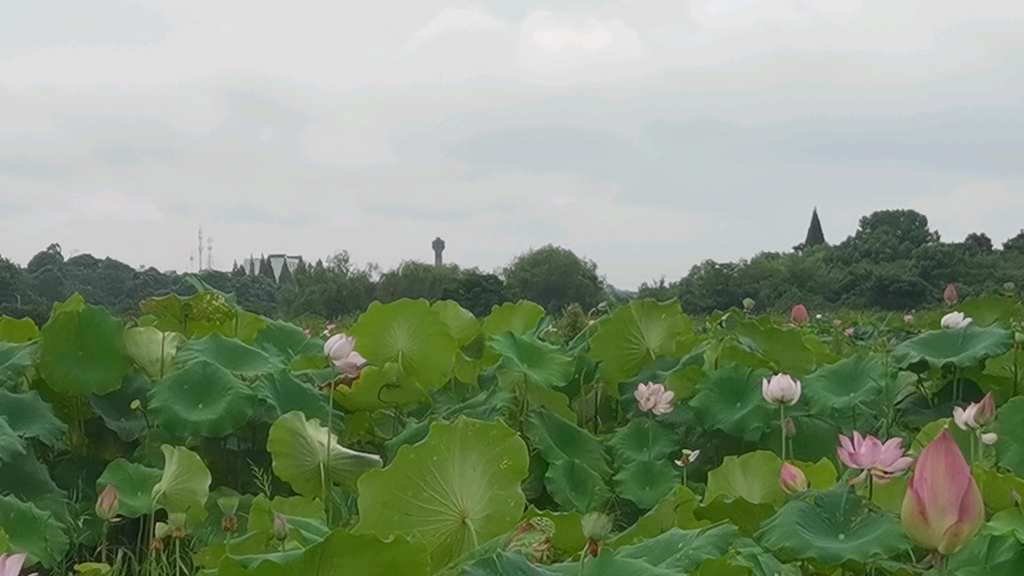 [图]几个月前的荷花