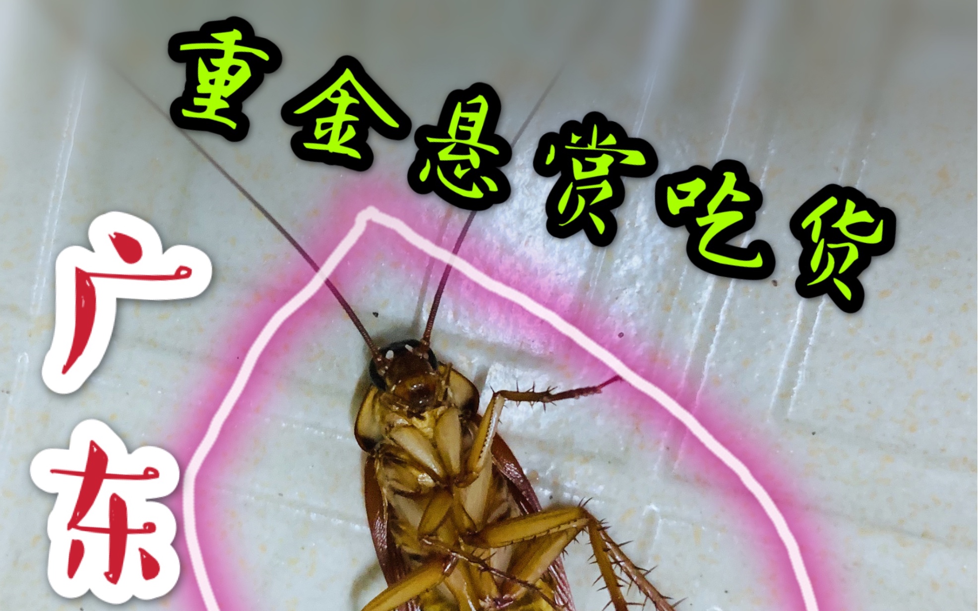 巨无霸蟑螂入侵