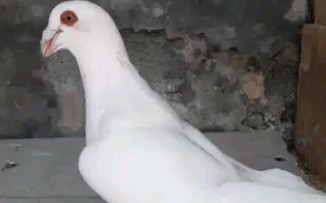 罗马巨人鸽 鸾鸽 仑替鸽子