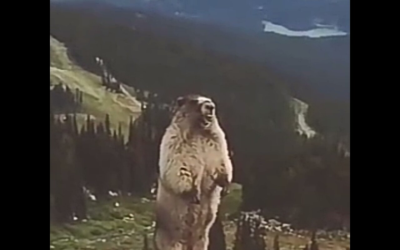 土拨鼠啊土拨鼠你怎么那么烦人