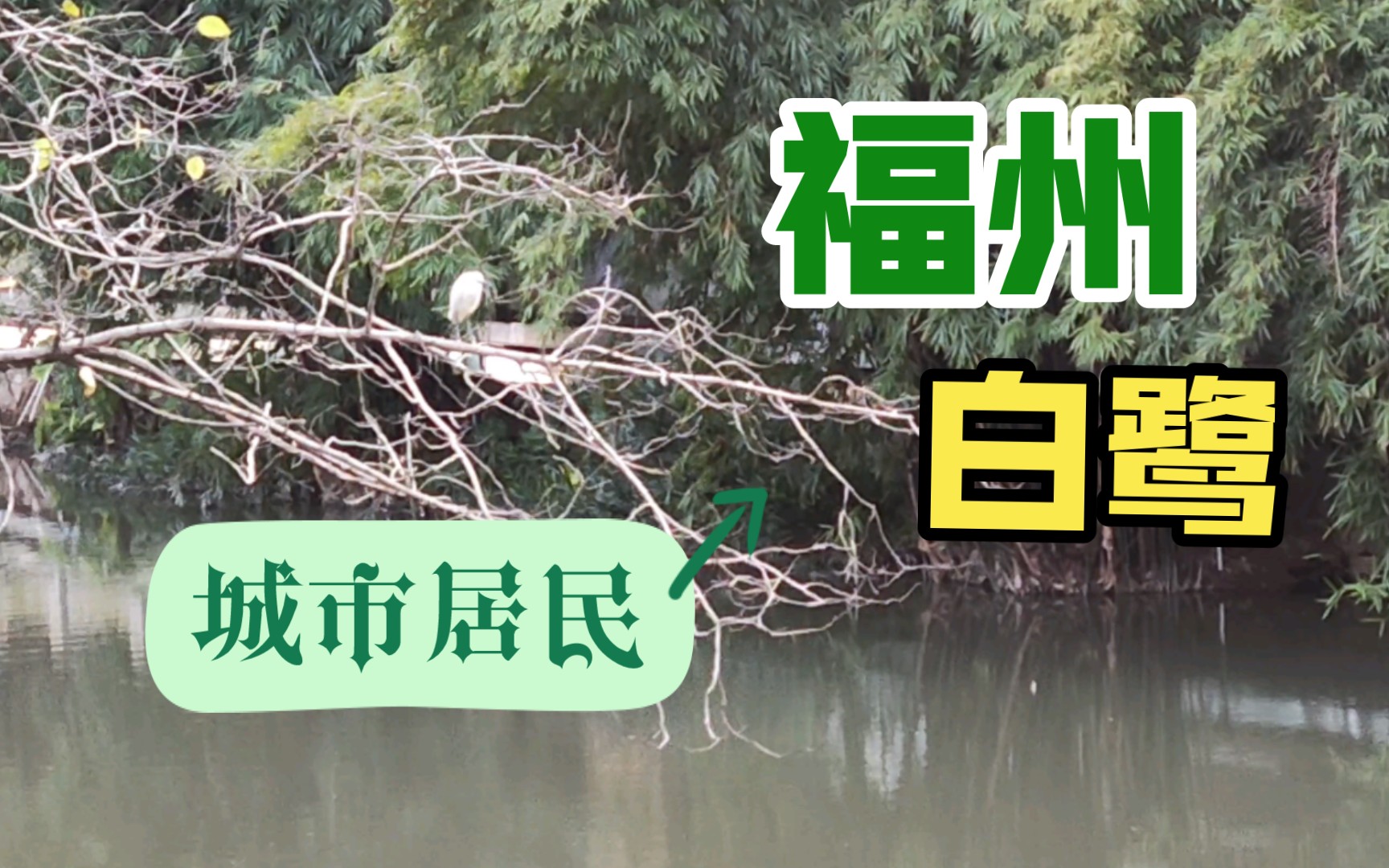 这两只白鹭,是福州市中心“常住居民”【4K高清】哔哩哔哩bilibili