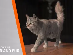 Download Video: Introduction To Grooming Houdini Hair and Fur【梳理毛发毛皮】