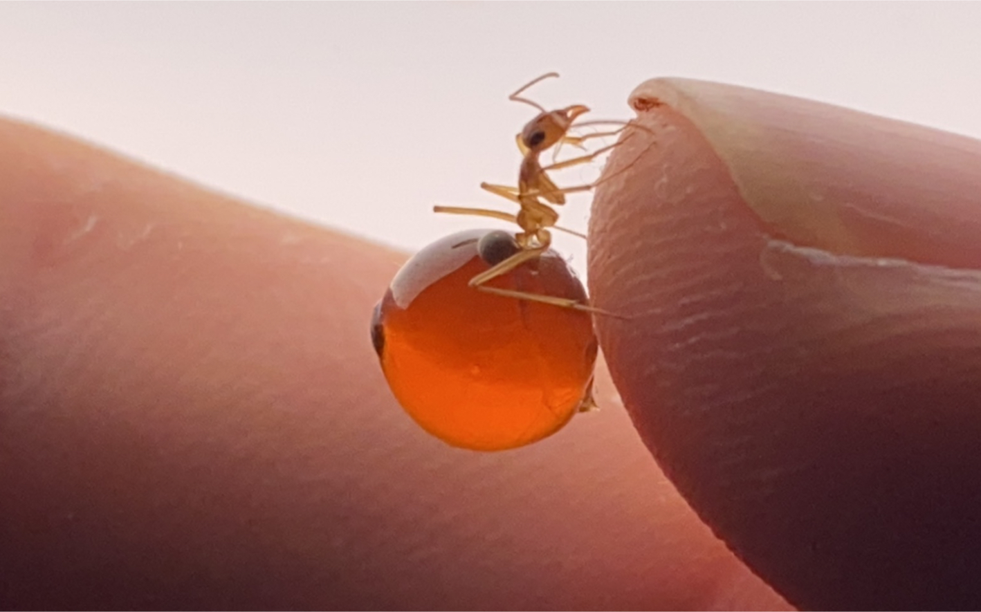 活动  黑梨牛蚁和墨西哥墨西哥蜜罐蚁