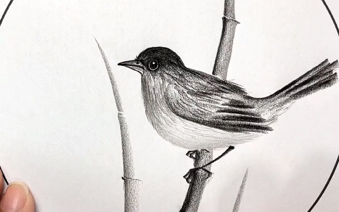 简单画鸟#零基础学画画 #炭笔画 #一学就会系列 #鸟的简单画法 #一