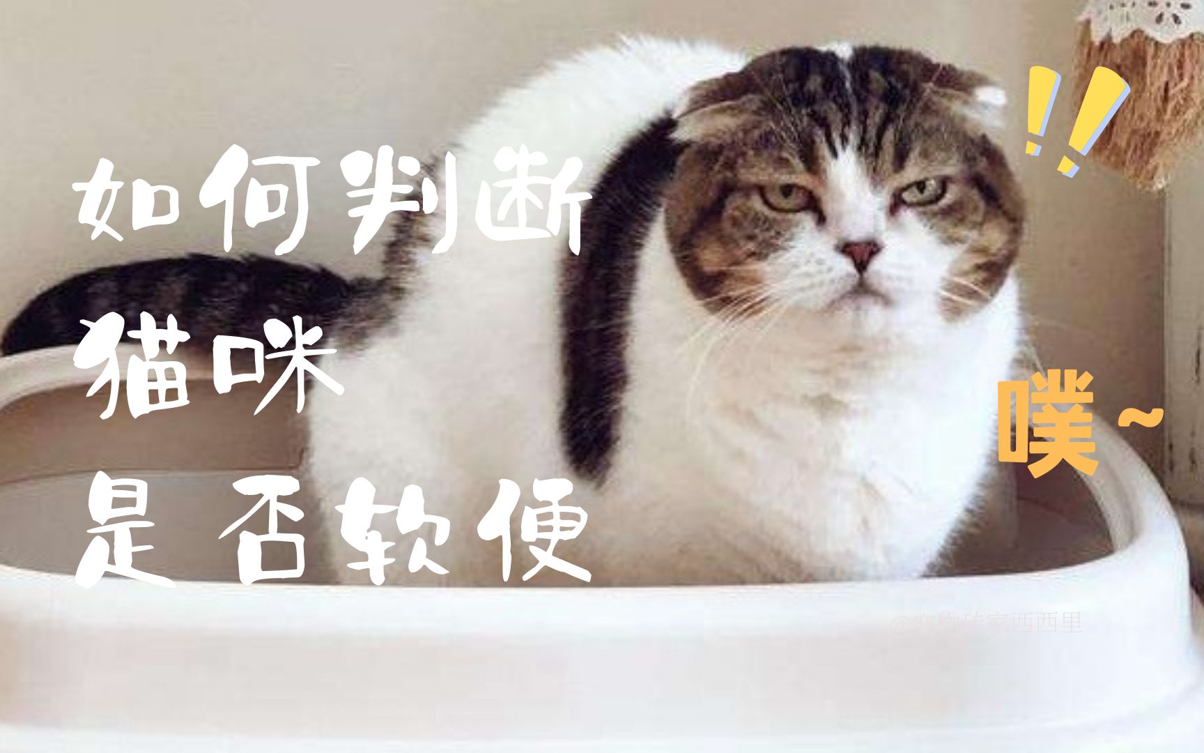 猫咪怎样才算软便?哔哩哔哩bilibili