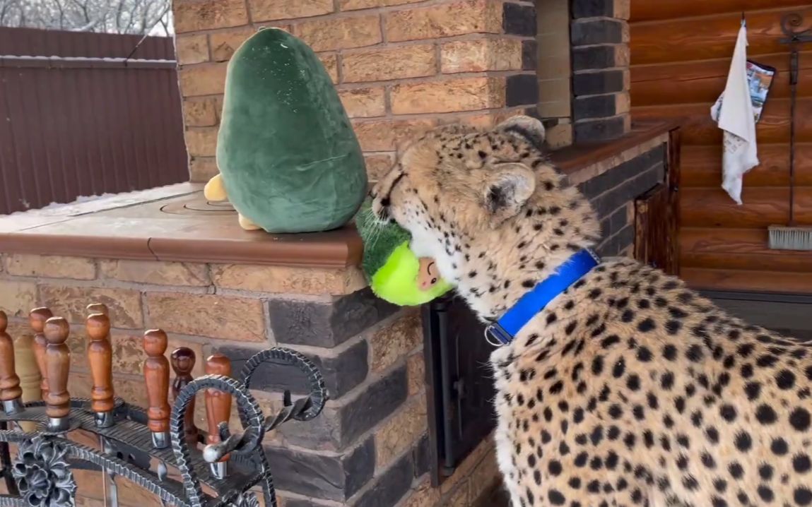 猎豹格尔达:我想要梅西,不想要毛绒玩具