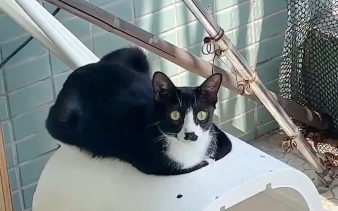 我家猫好像知道它叫太君