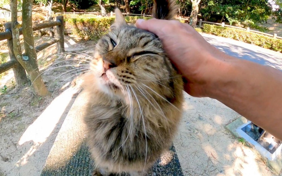 睡在池塘边的长毛虎斑猫看到我的脸就出来捂着脸哔哩哔哩bilibili