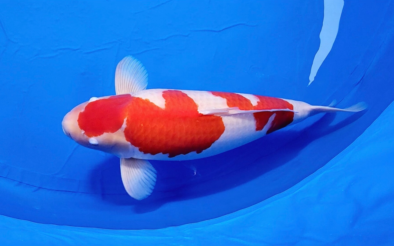 松江雪莲红白锦鲤,雌四岁八十公分观赏鱼.