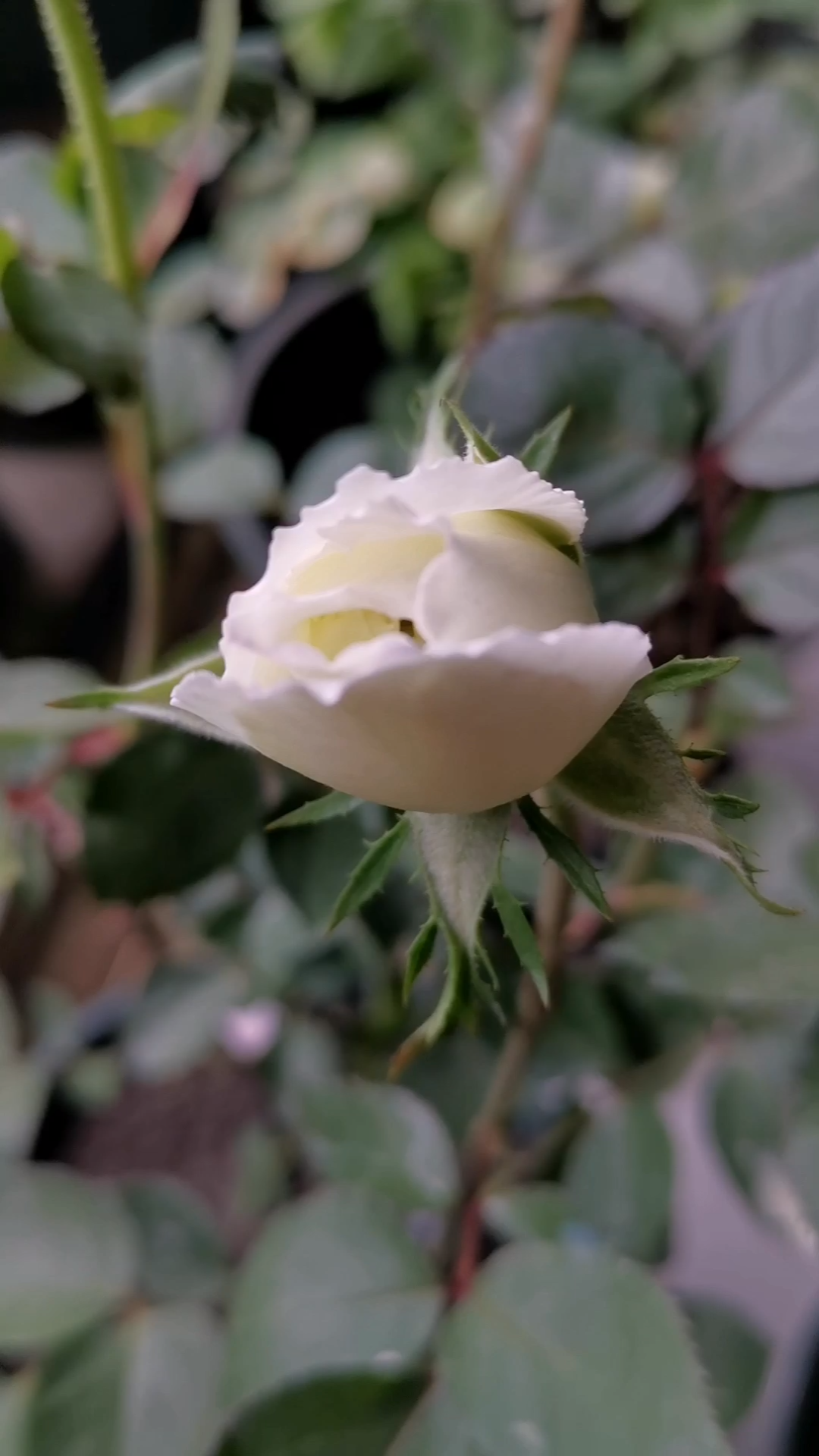 乐柏月季:白色花,香味很淡,感觉和佩珠很