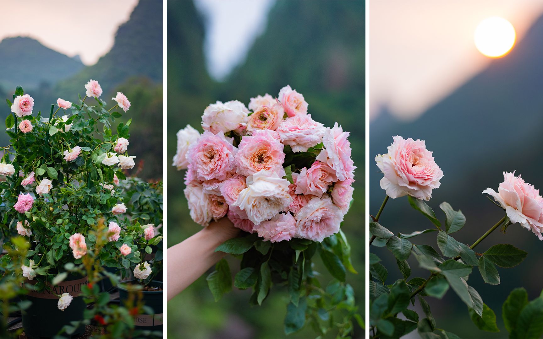 月季品种分享2紬轻柔国枝启司作品