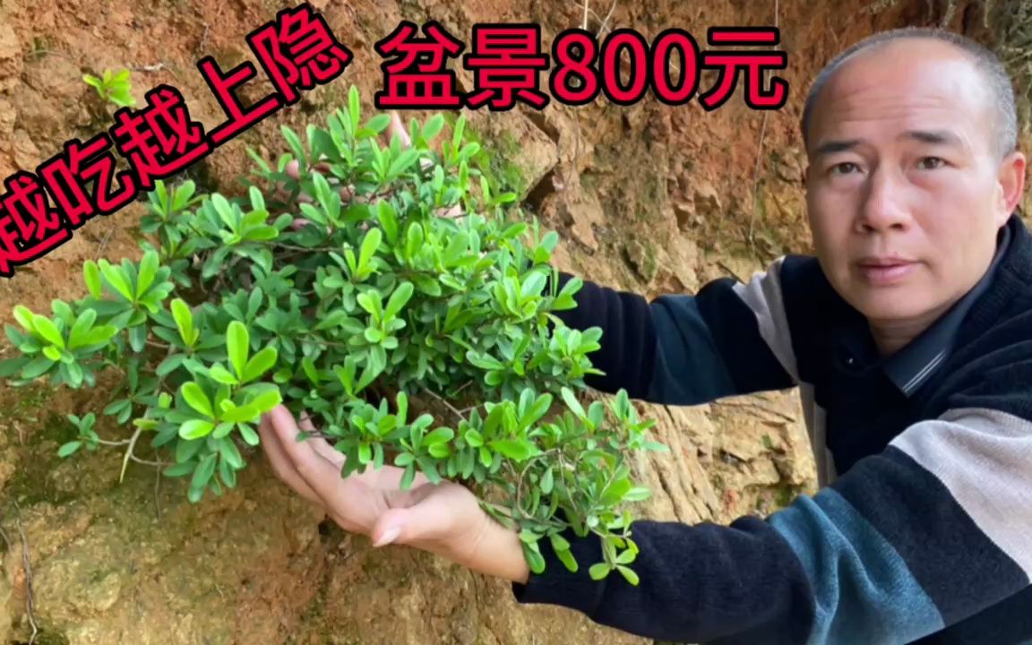 炒大肠受欢迎的酸藤子,挖回去当盆景一株能卖800元,你家乡有吗