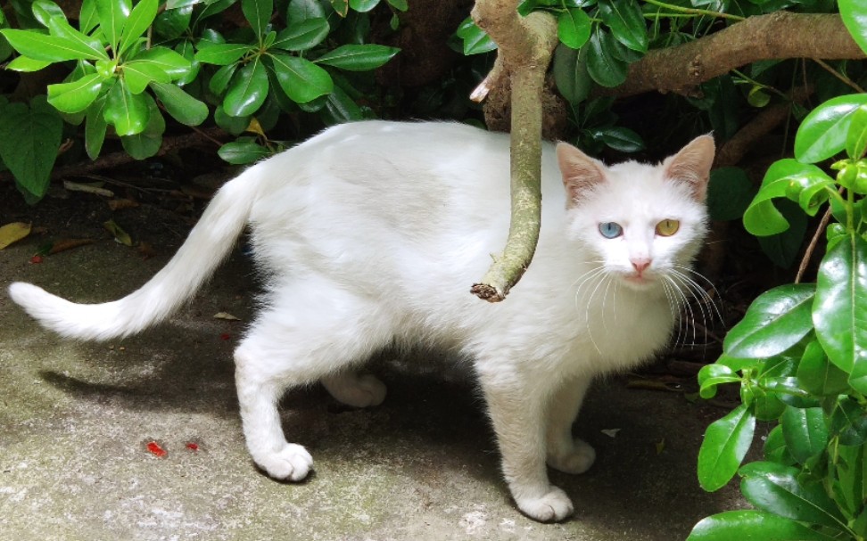 【白猫】路上遇到的一只异瞳漂亮猫猫 尾巴好柔软的样子_哔哩哔哩 (゜