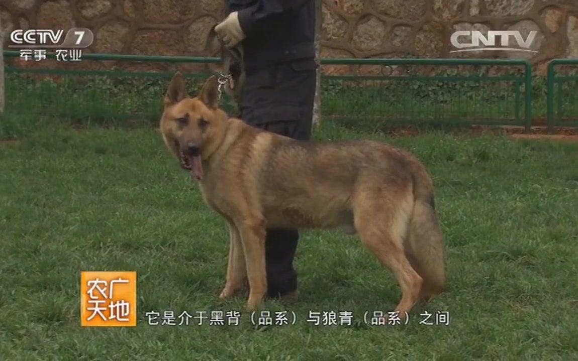 [图]【央视】科学解析中国昆明犬的培养与成长！《农广天地》 20160628