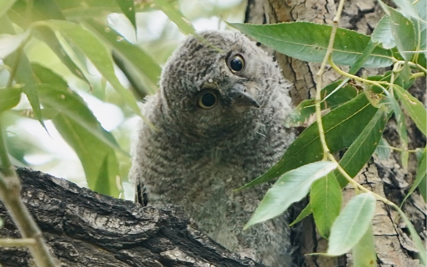 红角鸮一家出现在颐和园,妈妈带着三只幼鸟,幼鸟非常滑稽可爱