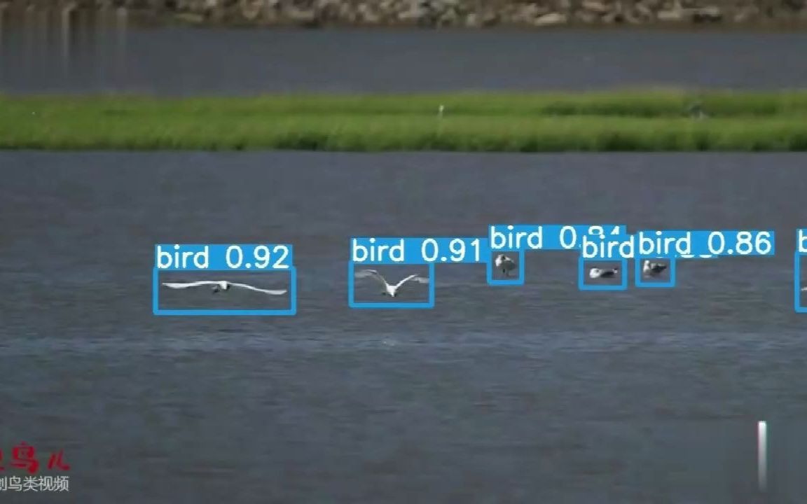 鸟类识别检测 飞机场飞鸟检测预警哔哩哔哩bilibili